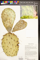 Opuntia engelmannii image