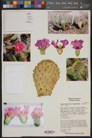 Opuntia basilaris var. longiareolata image