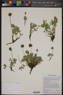 Trifolium rusbyi image