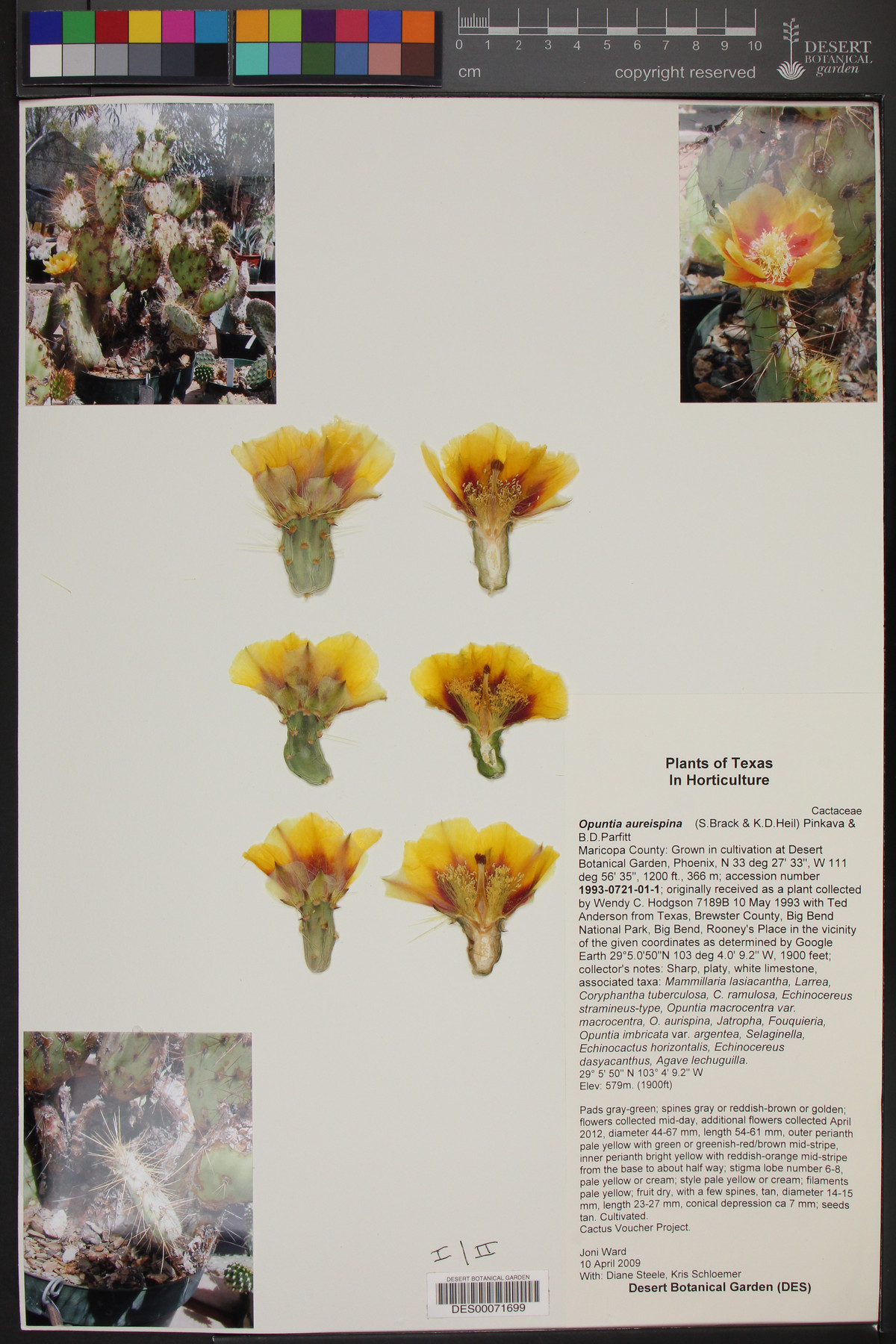 Opuntia aureispina image