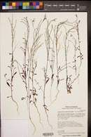 Eremothera chamaenerioides image