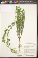 Melilotus officinalis image