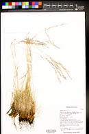 Festuca calligera image