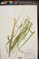 Carex utriculata image