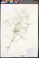 Eriogonum trichopes image