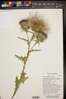 Cirsium vulgare image