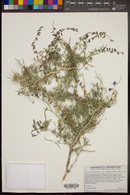 Psorothamnus arborescens image