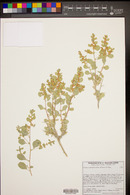 Atriplex confertifolia image