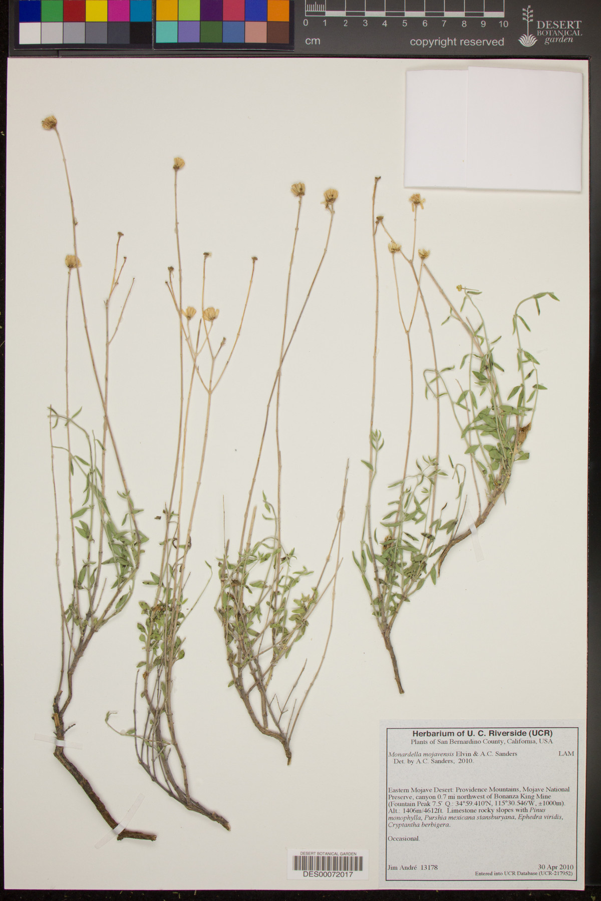 Monardella mojavensis image