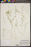 Amphipappus fremontii var. spinosus image