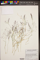 Muhlenbergia porteri image