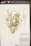 Stephanomeria pauciflora image