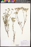 Eriogonum microthecum var. simpsonii image
