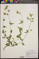 Brickellia grandiflora image