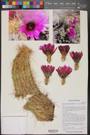 Echinocereus engelmannii image