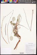 Eriogonum zionis image