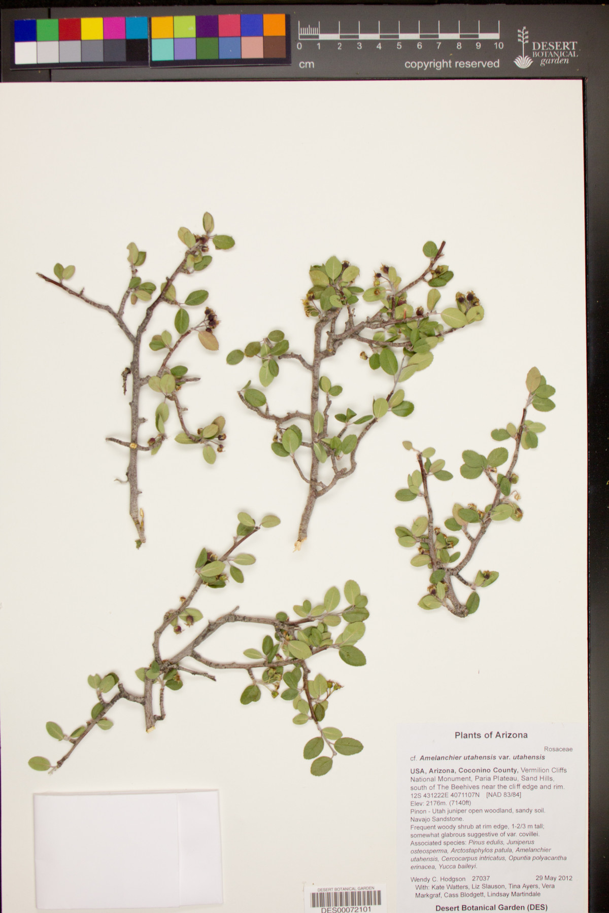 Amelanchier utahensis var. utahensis image