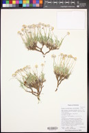 Erigeron concinnus image