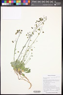 Physaria purpurea image