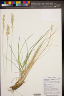 Poa fendleriana subsp. longiligula image