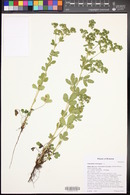 Potentilla norvegica image