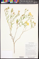 Mentzelia multiflora image