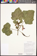 Proboscidea parviflora image