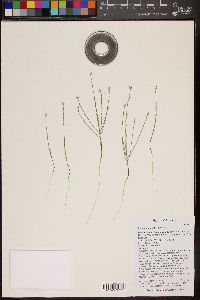 Linum aristatum image