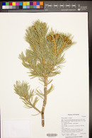 Pinus edulis image