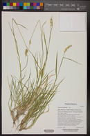 Cenchrus spinifex image