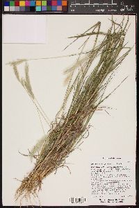 Bothriochloa laguroides image