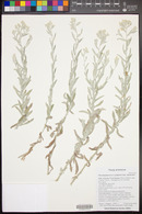 Pseudognaphalium canescens subsp. canescens image