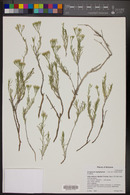 Eriogonum leptophyllum image