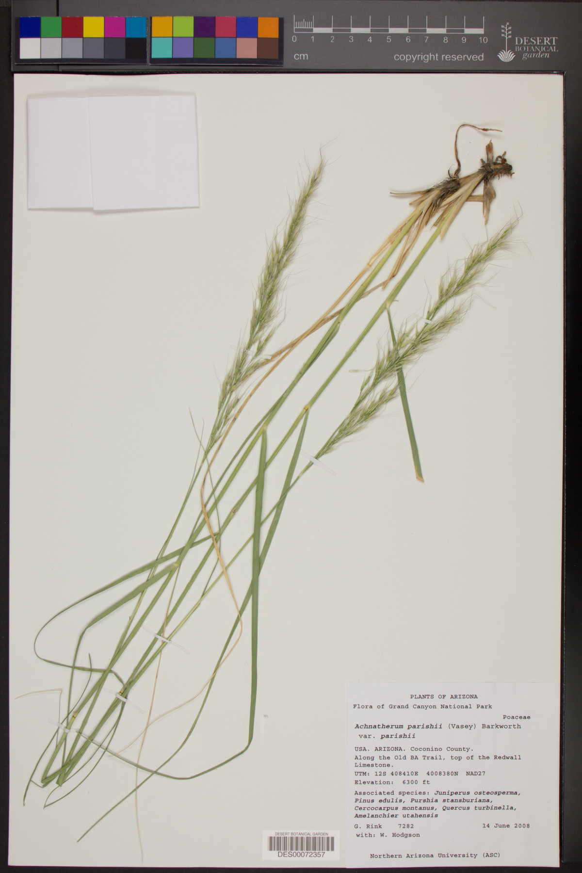 Achnatherum parishii var. parishii image