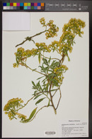 Barkleyanthus salicifolius image