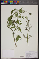 Scrophularia parviflora image