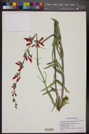 Penstemon barbatus image