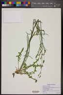 Lactuca graminifolia var. arizonica image