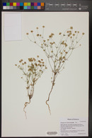 Eriogonum pharnaceoides image