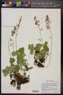 Heuchera rubescens image