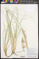 Pennisetum setaceum image