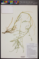 Astragalus preussii var. preussii image