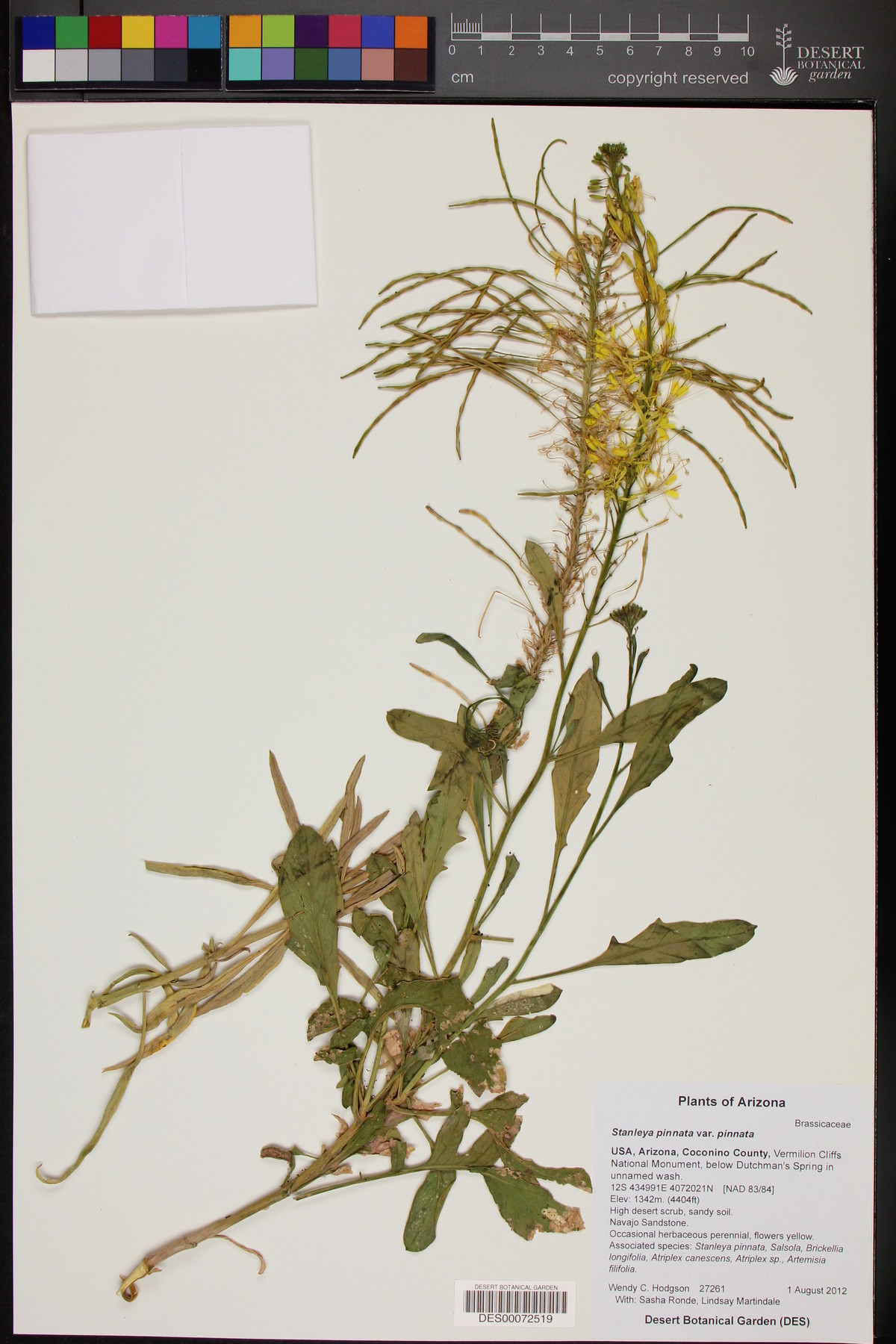 Stanleya pinnata var. pinnata image