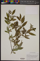 Salix laevigata image