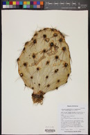 Opuntia engelmannii image