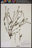 Cryptantha intermedia image