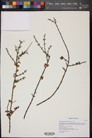 Phoradendron californicum image