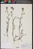 Phacelia distans image