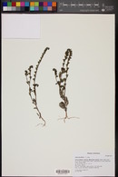 Phacelia affinis image