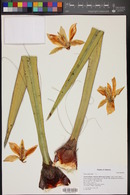 Yucca baccata image